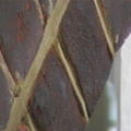 tinting30.jpg